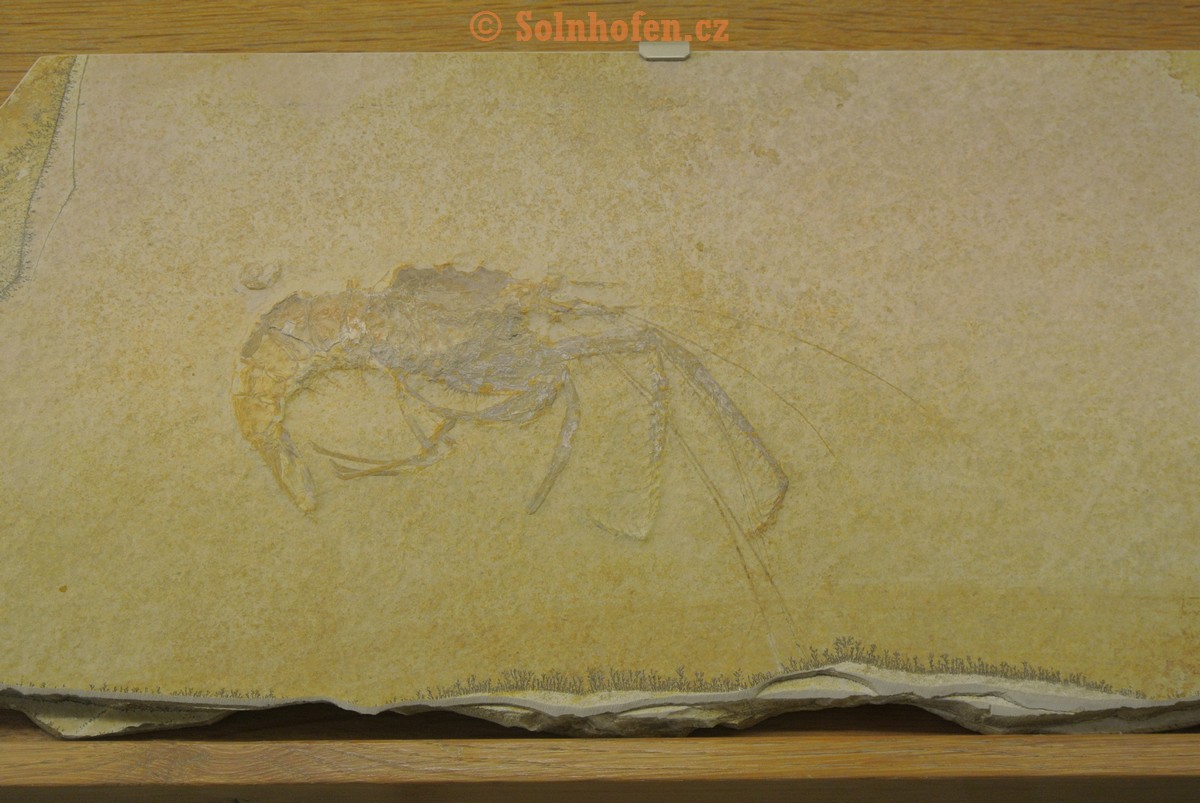 Museum-Berger-2013-0083