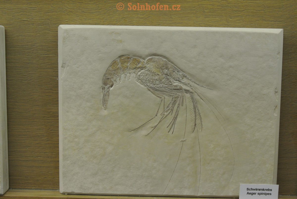 Museum-Berger-2013-0110