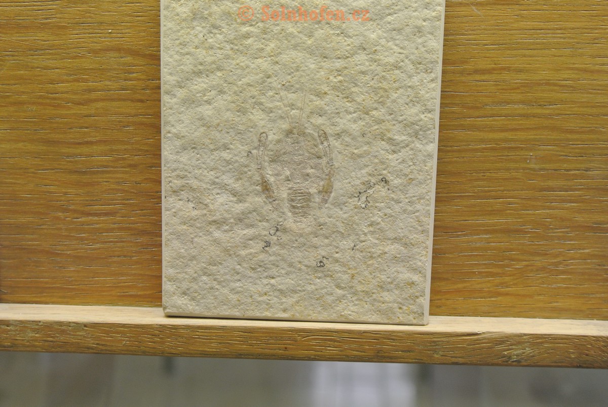 Museum-Berger-2013-0120