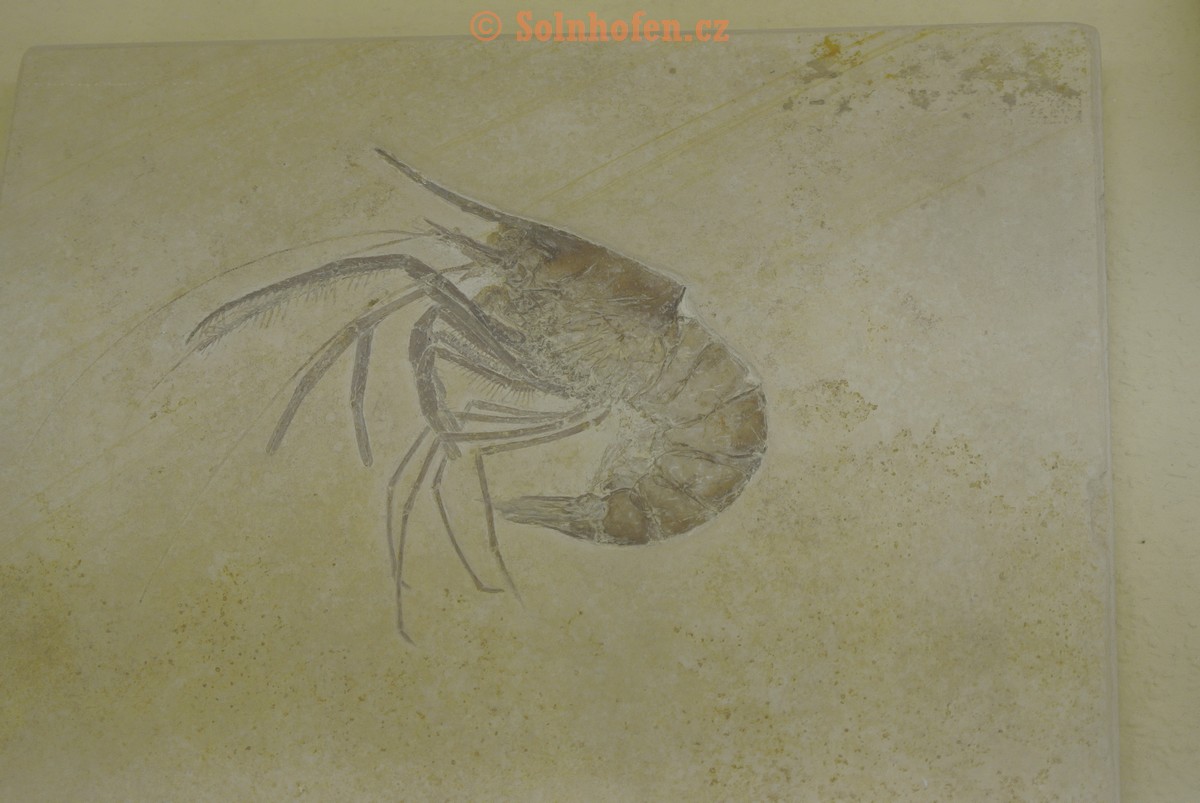 Museum-Berger-2013-0132