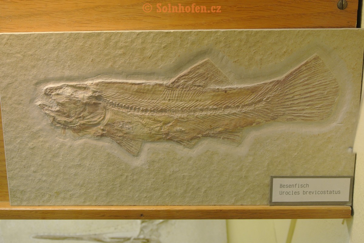 Museum-Berger-2013-0137