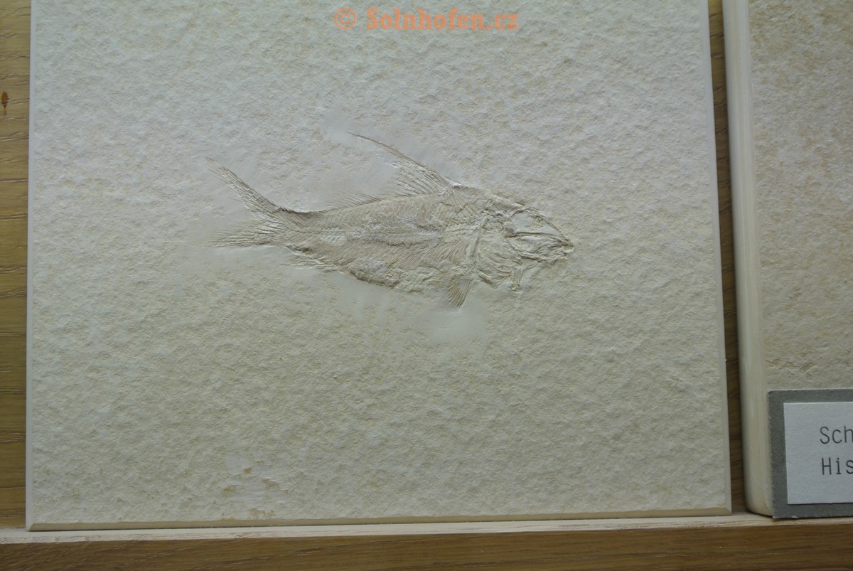 Museum-Berger-2013-0141