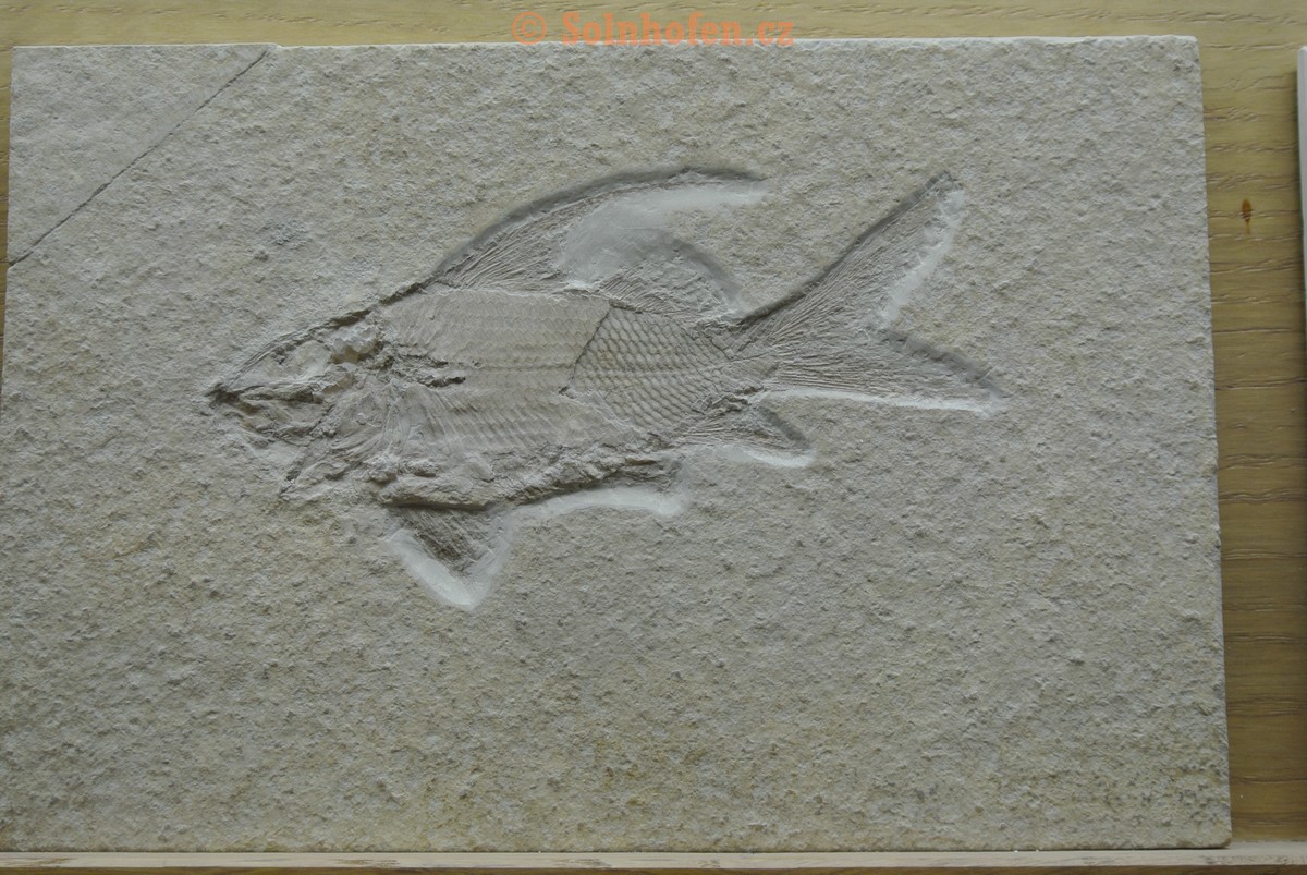 Museum-Berger-2013-0142