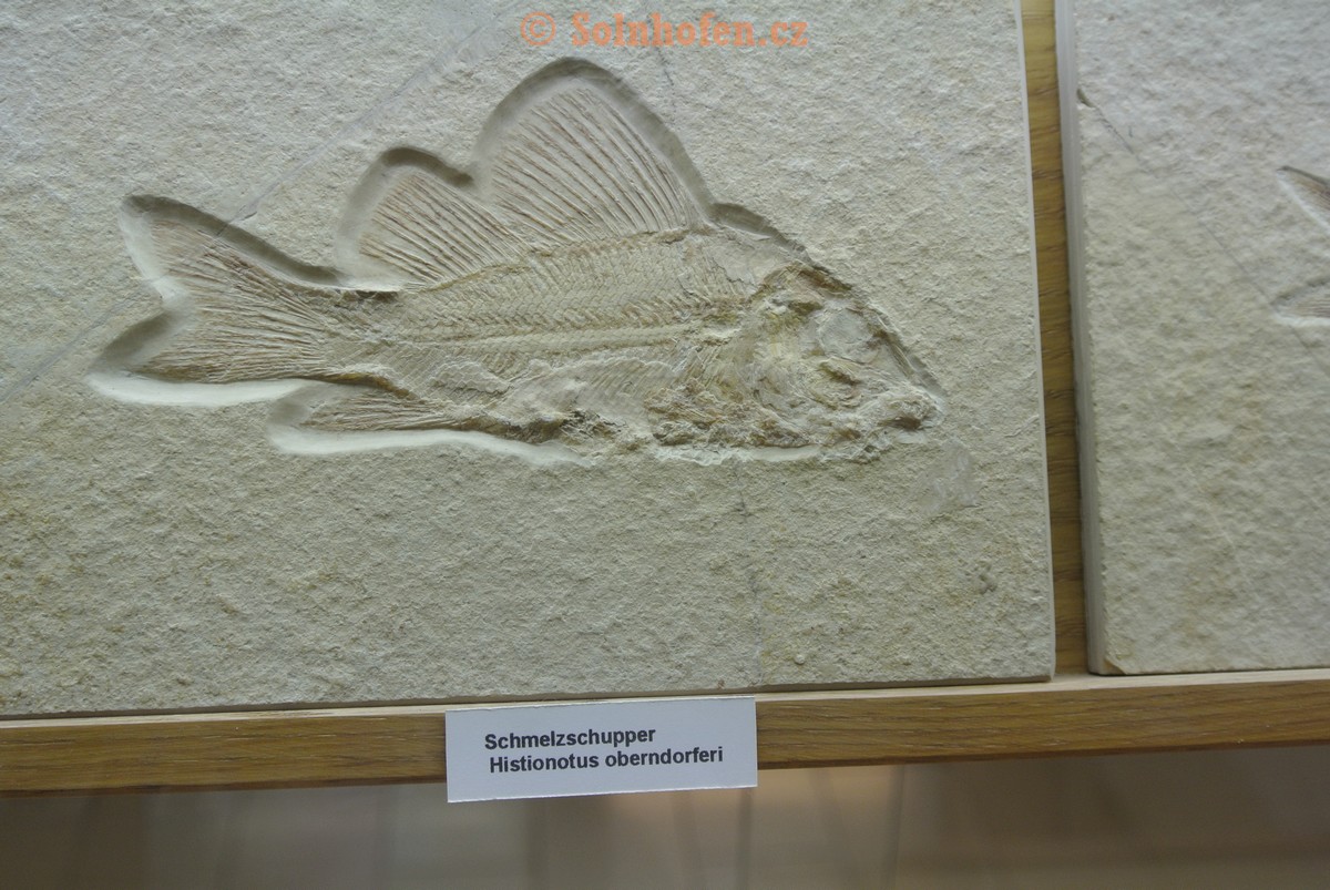 Museum-Berger-2013-0144