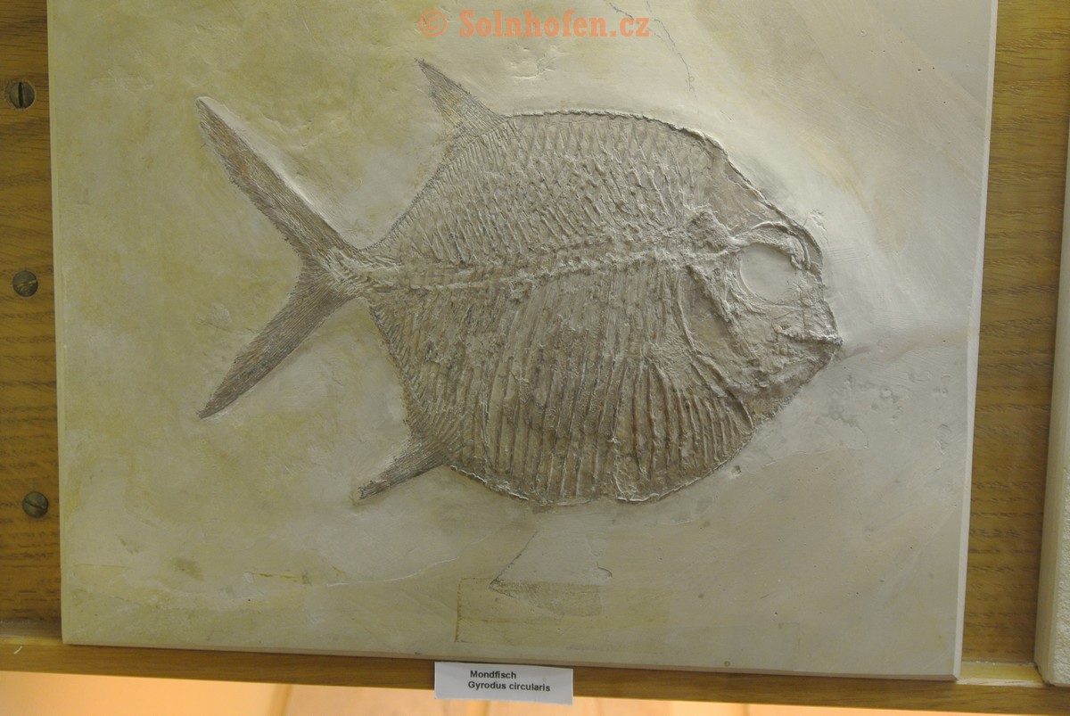 Museum-Berger-2013-0148