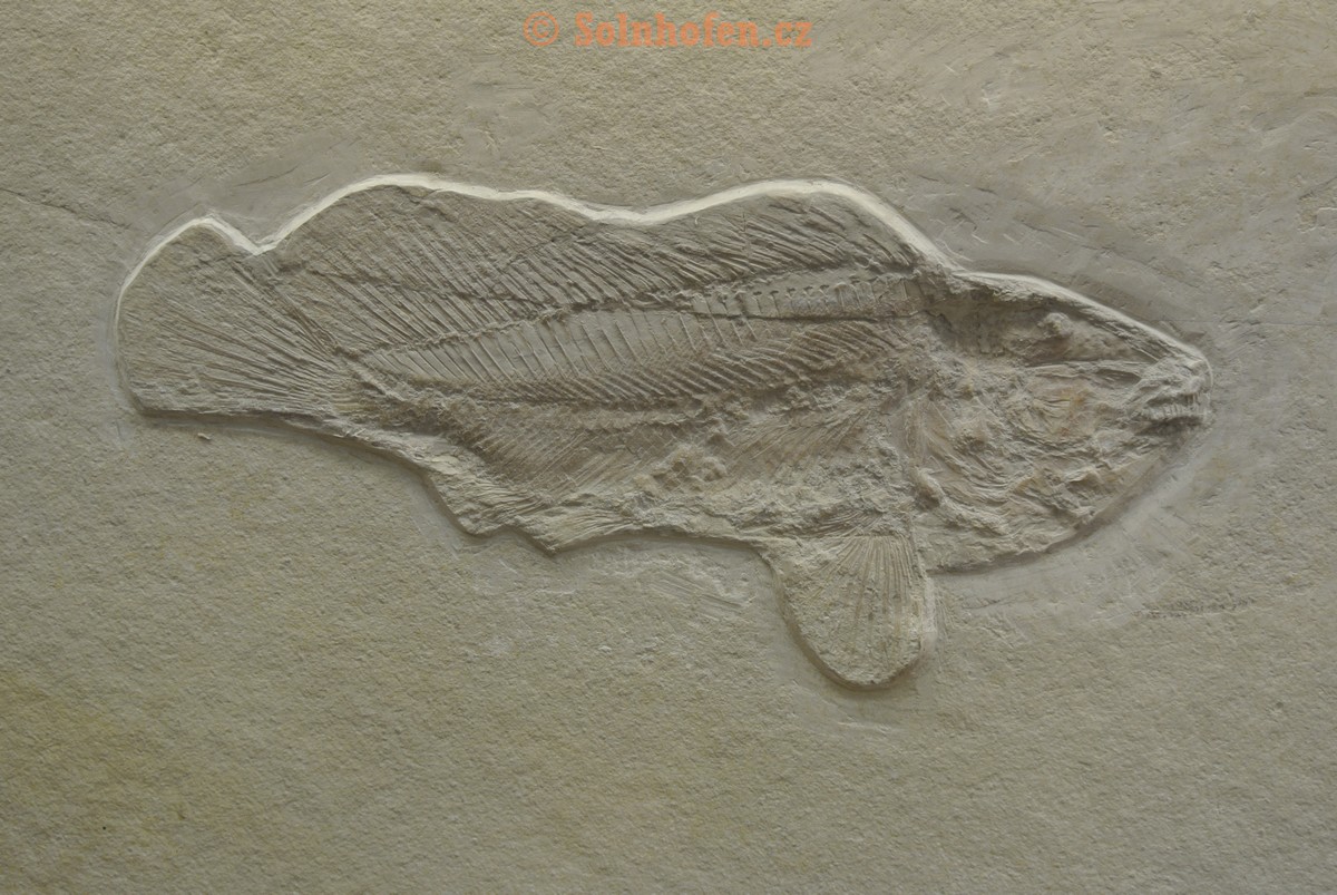 Museum-Berger-2013-0149