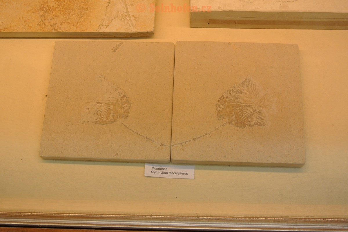 Museum-Berger-2013-0154
