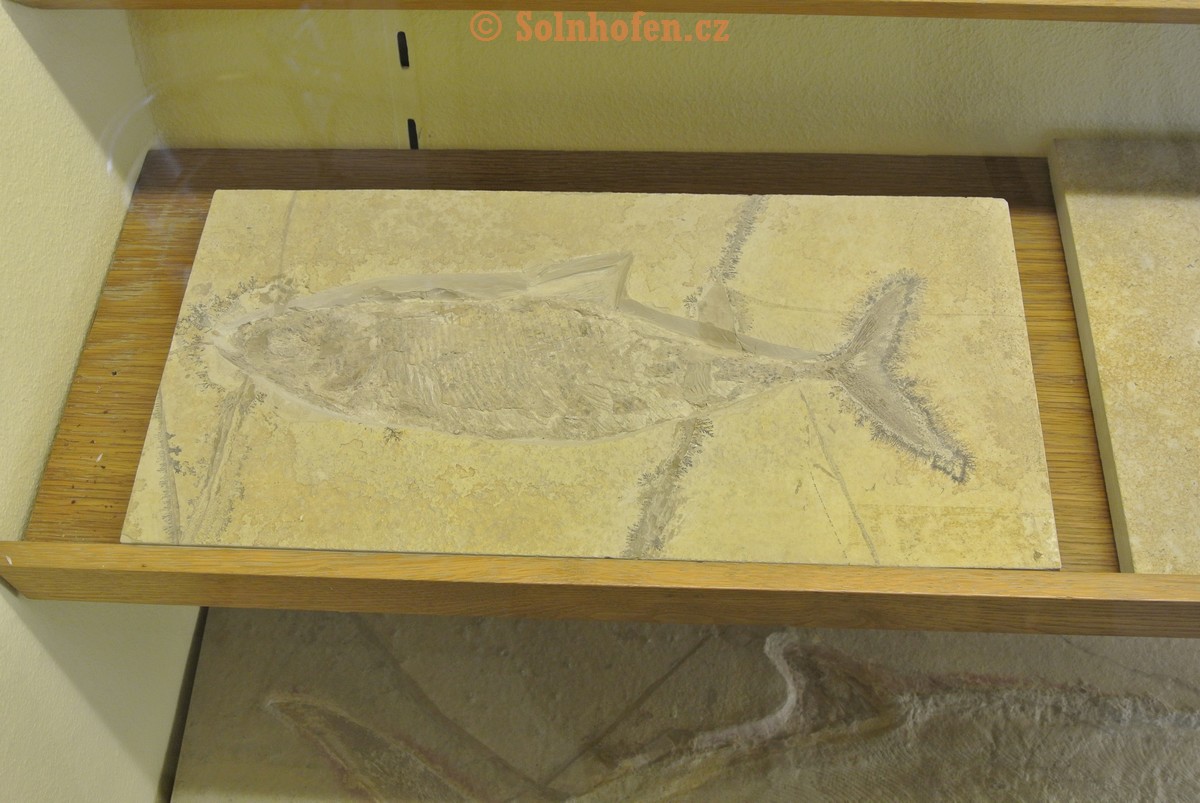 Museum-Berger-2013-0158