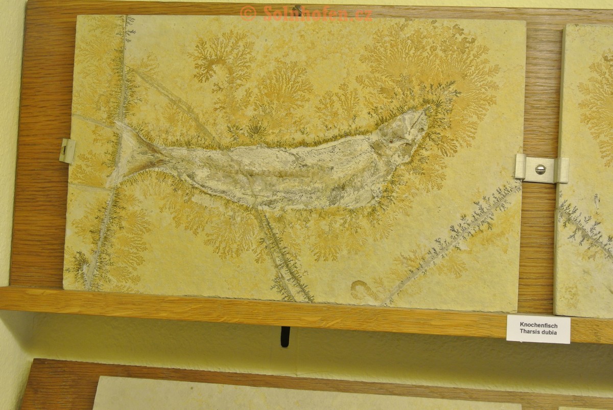 Museum-Berger-2013-0160