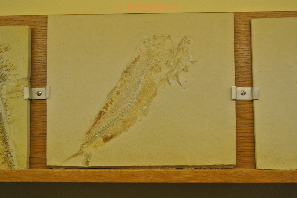 Museum-Berger-2013-0161