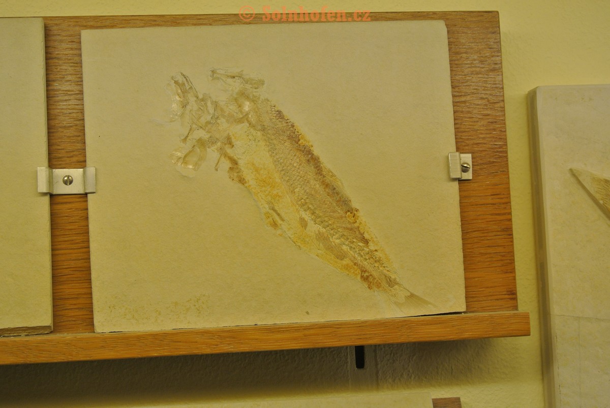 Museum-Berger-2013-0162
