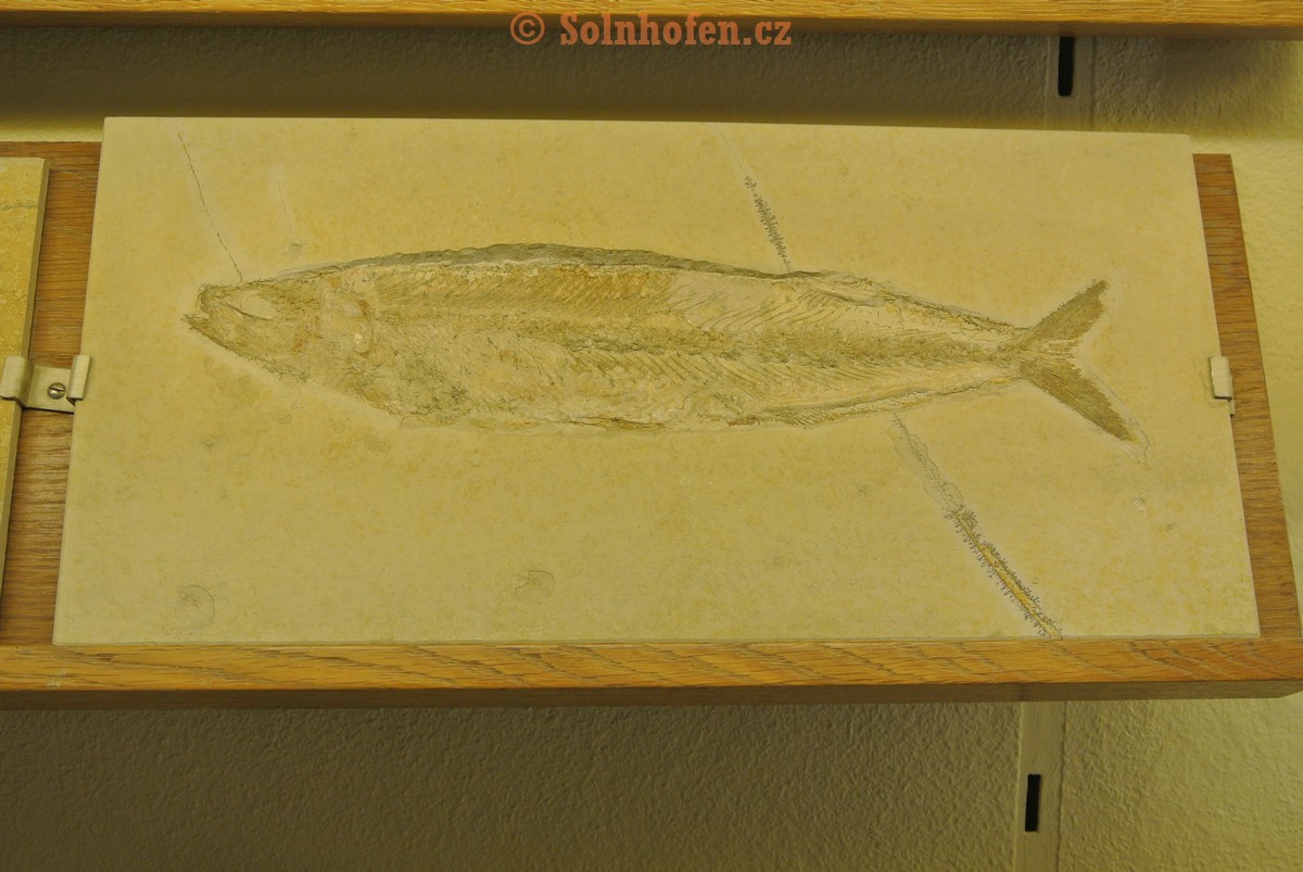 Museum-Berger-2013-0163