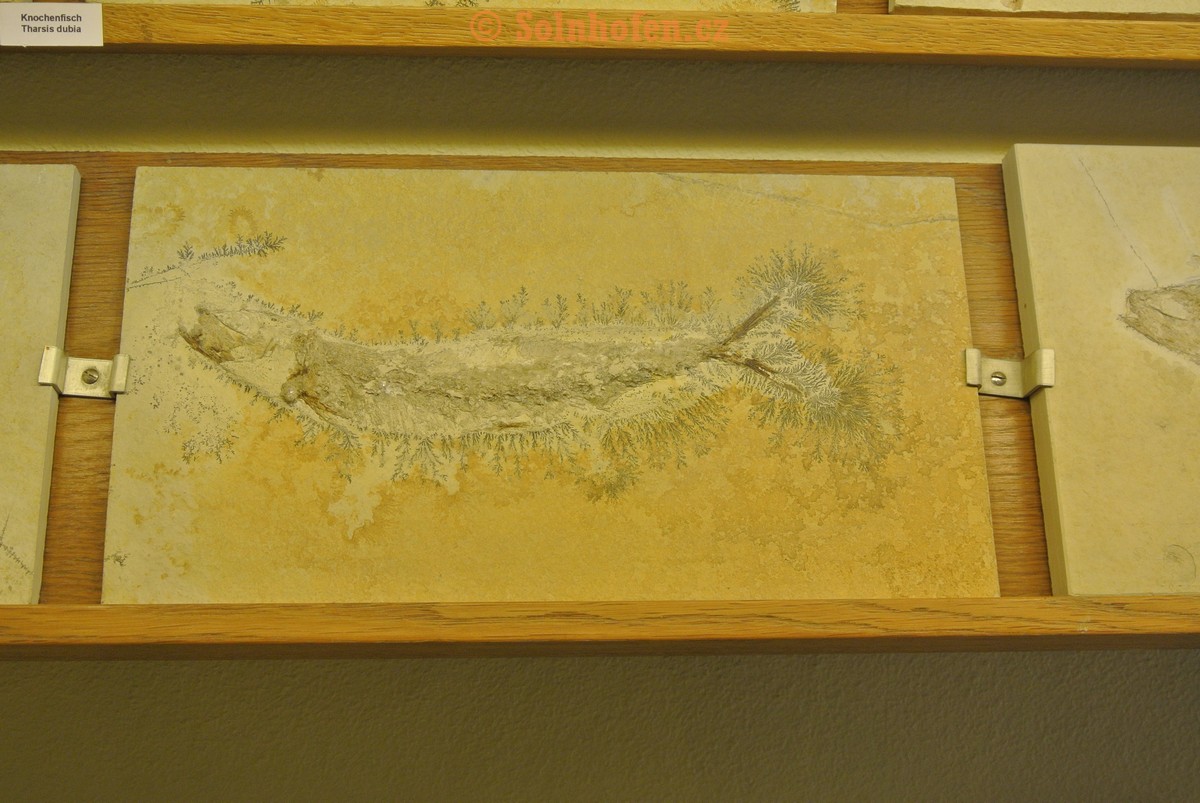 Museum-Berger-2013-0164