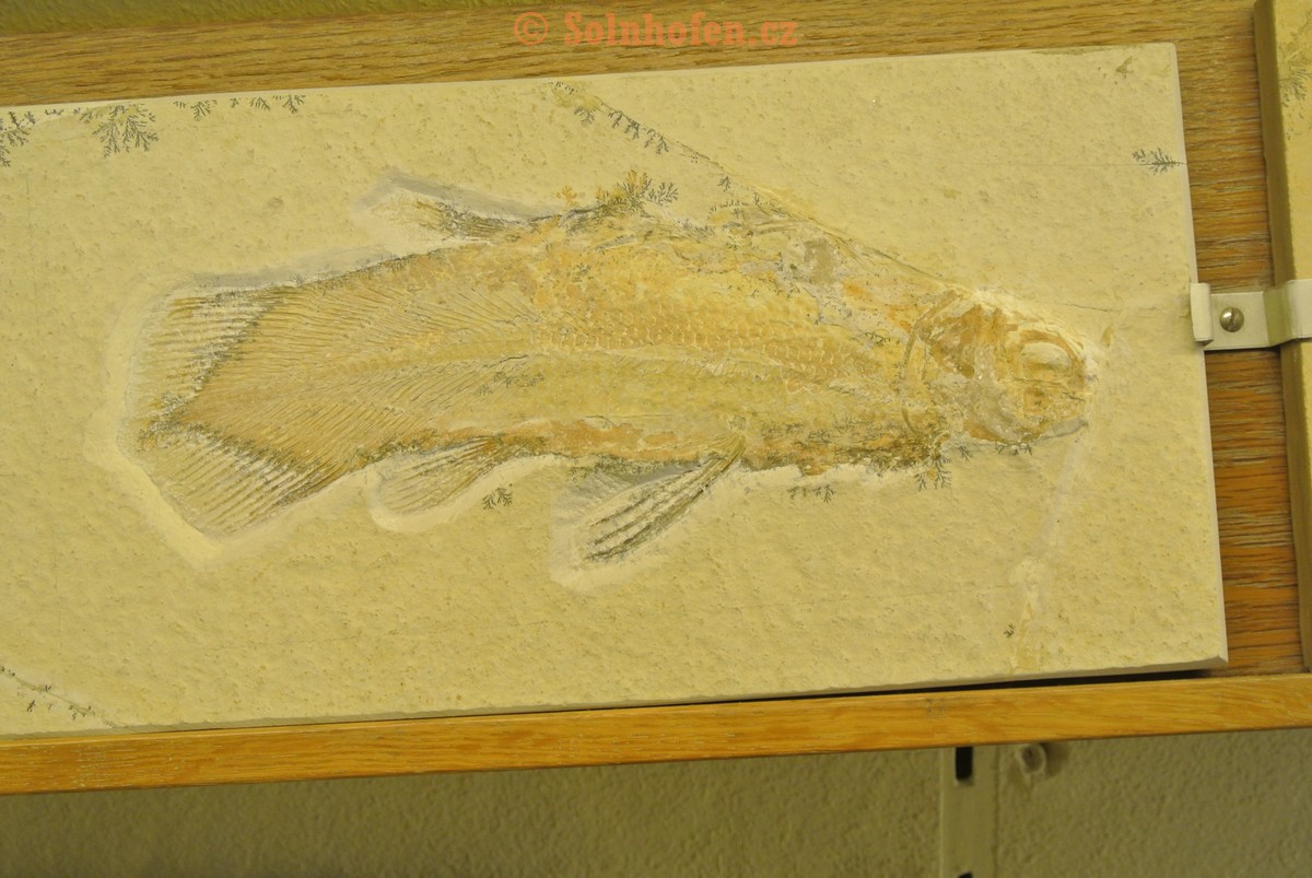 Museum-Berger-2013-0165