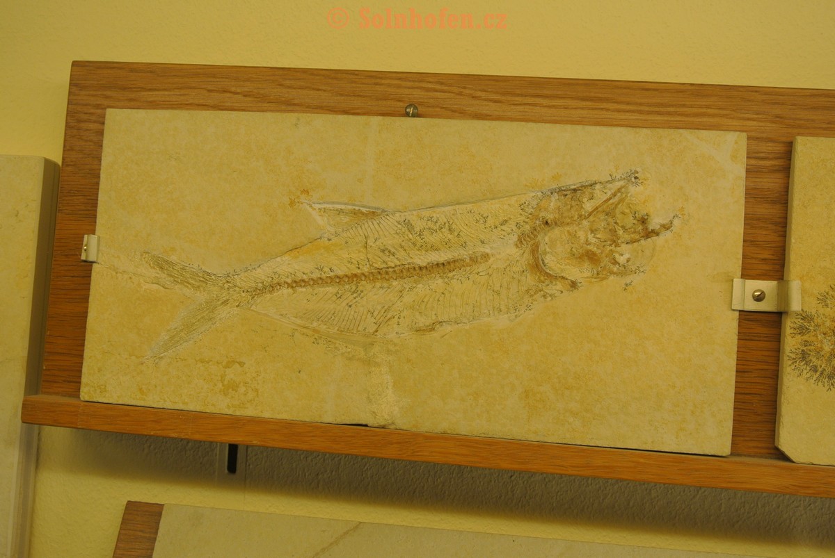 Museum-Berger-2013-0177