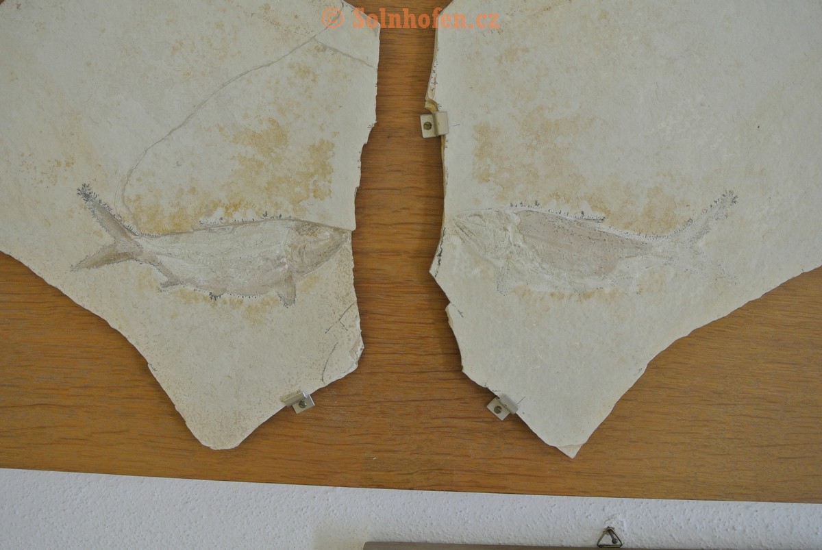 Museum-Berger-2013-0179