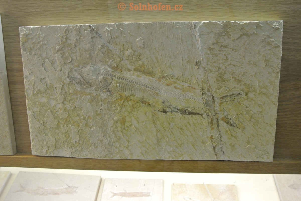 Museum-Berger-2013-0189