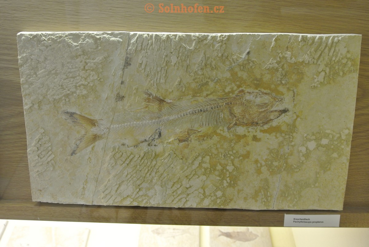 Museum-Berger-2013-0191