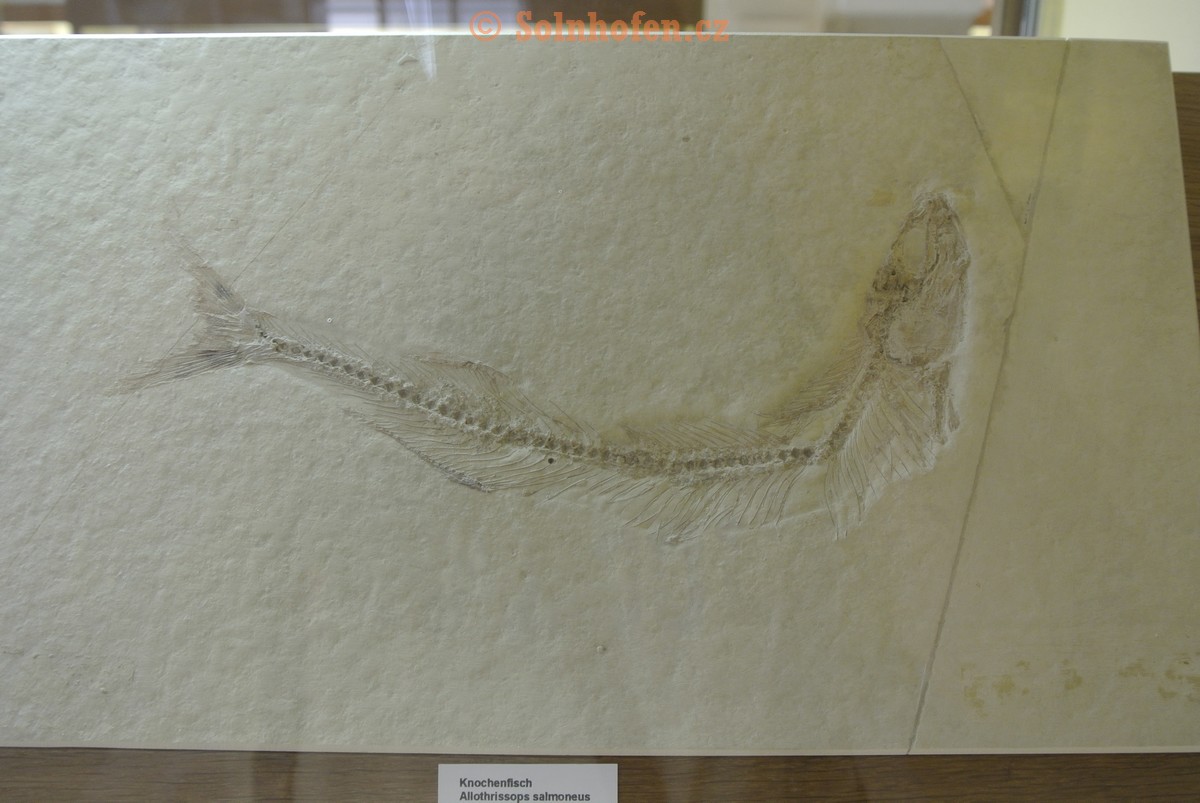 Museum-Berger-2013-0192