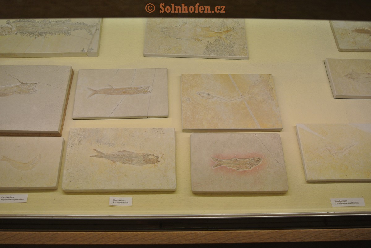 Museum-Berger-2013-0194