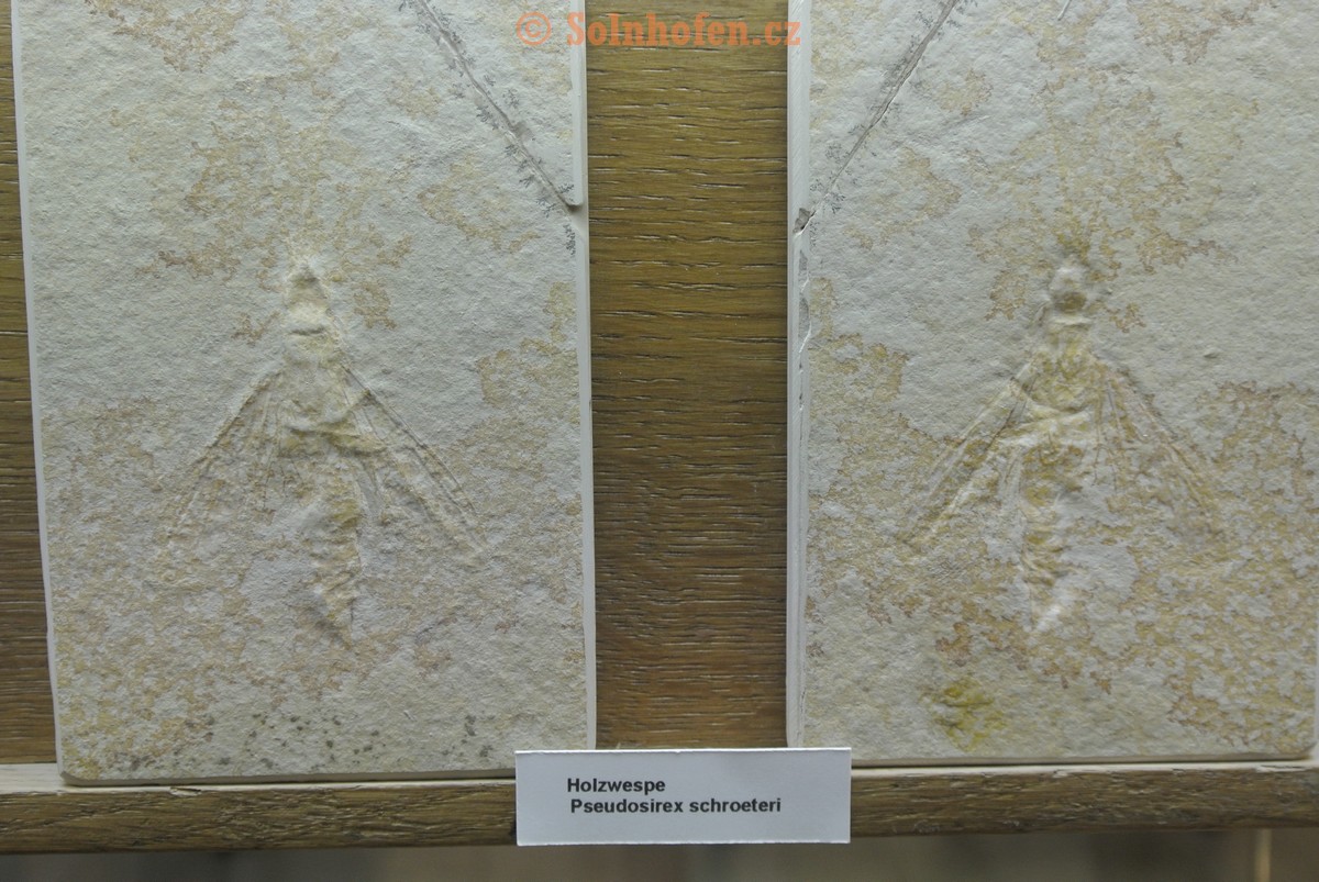 Museum-Berger-2013-0210