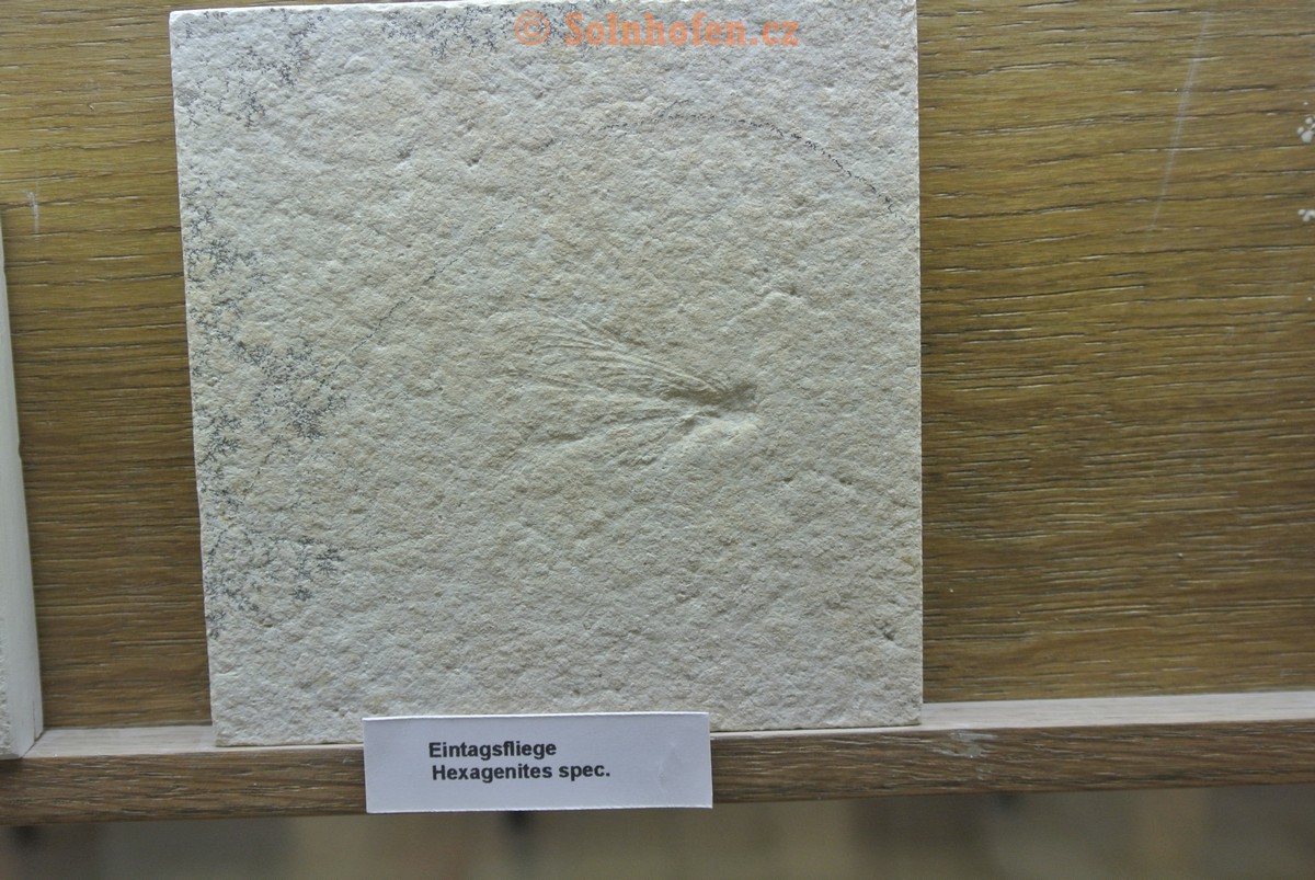Museum-Berger-2013-0214