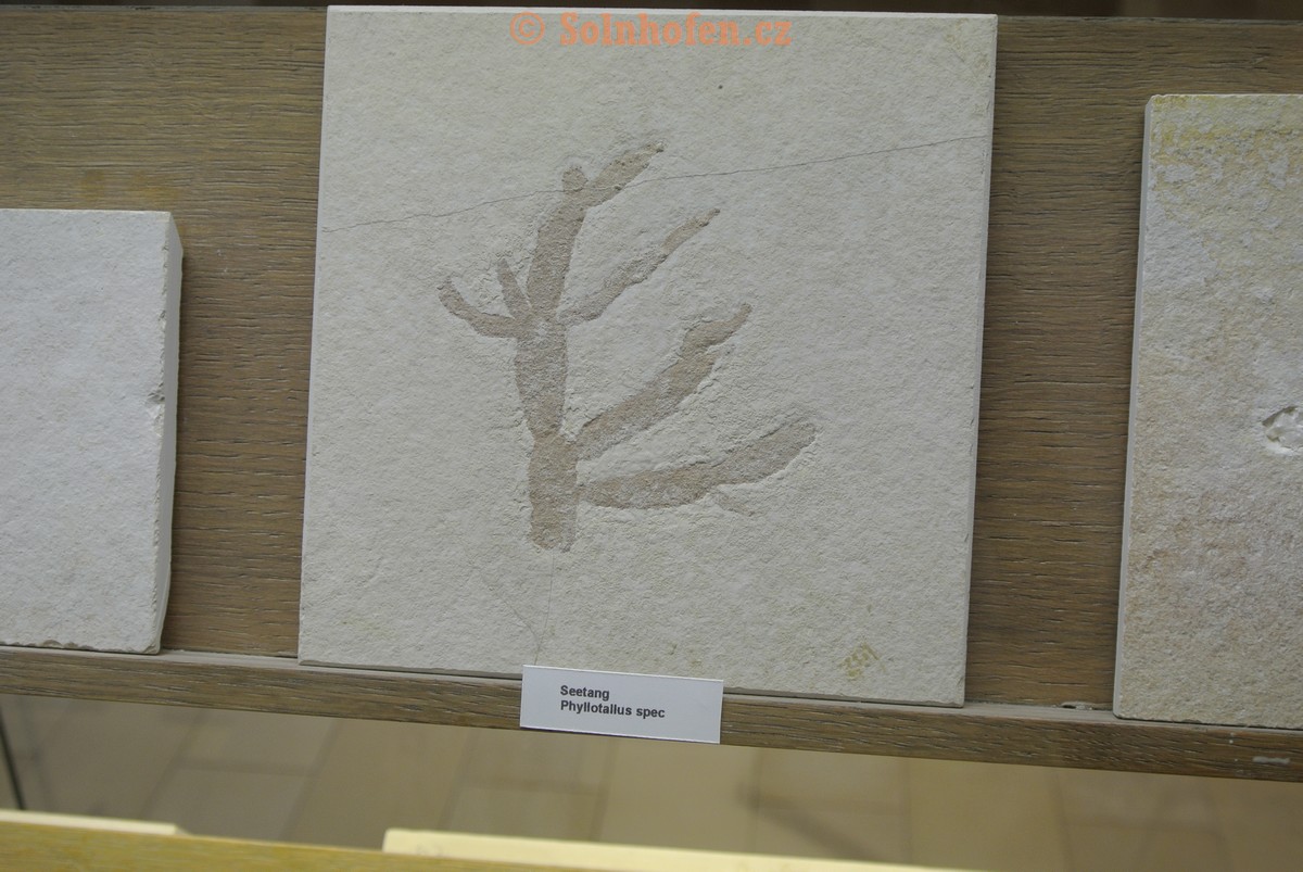 Museum-Berger-2013-0219
