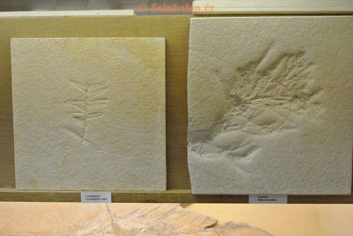 Museum-Berger-2013-0220