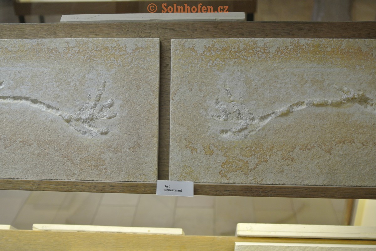 Museum-Berger-2013-0221