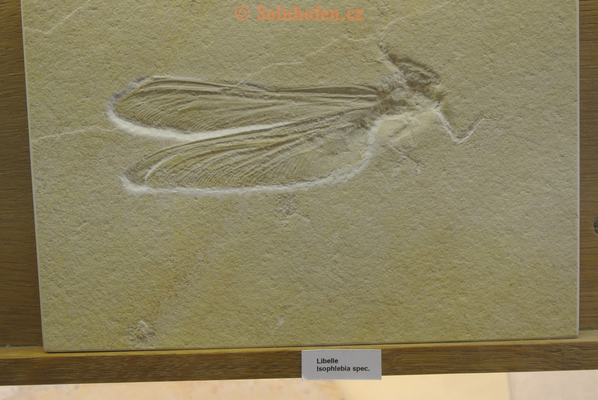Museum-Berger-2013-0224