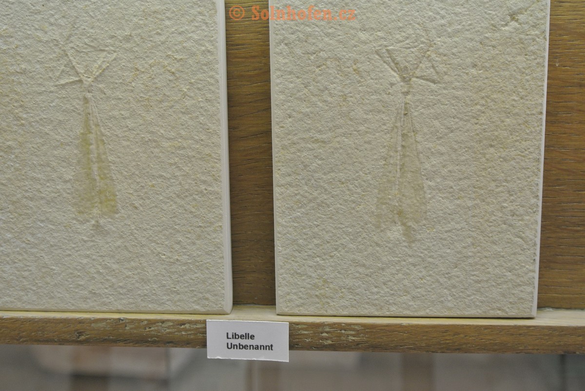 Museum-Berger-2013-0225