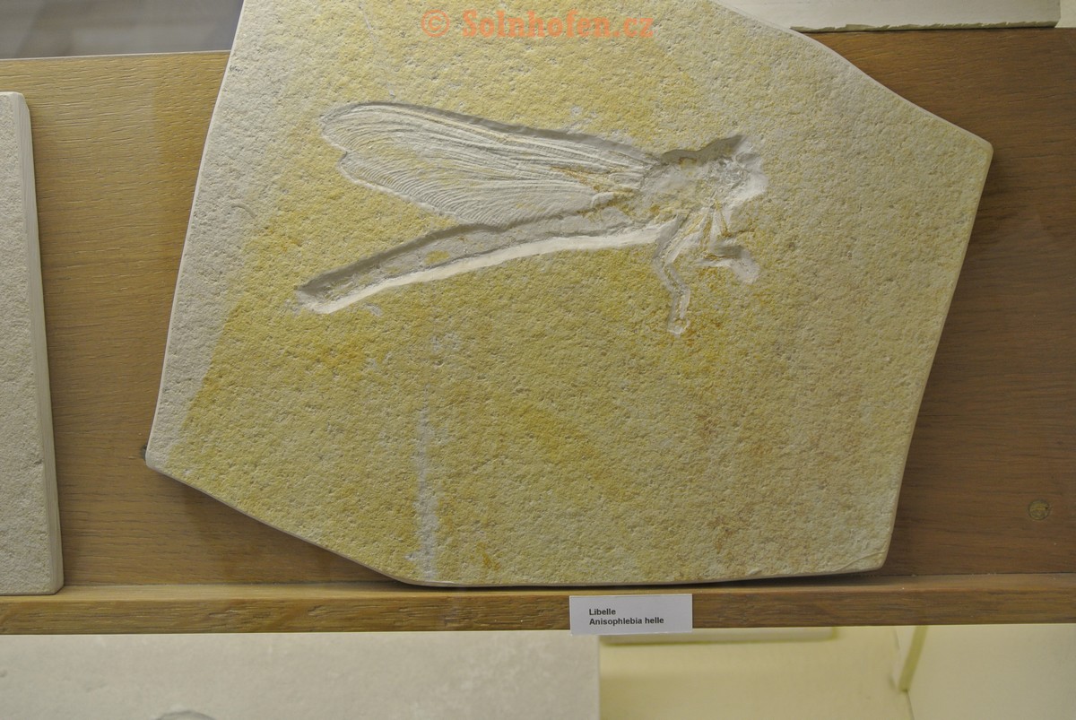 Museum-Berger-2013-0226