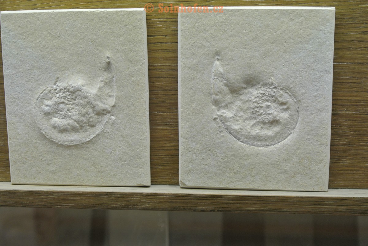 Museum-Berger-2013-0230