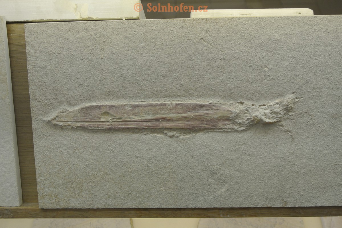 Museum-Berger-2013-0231