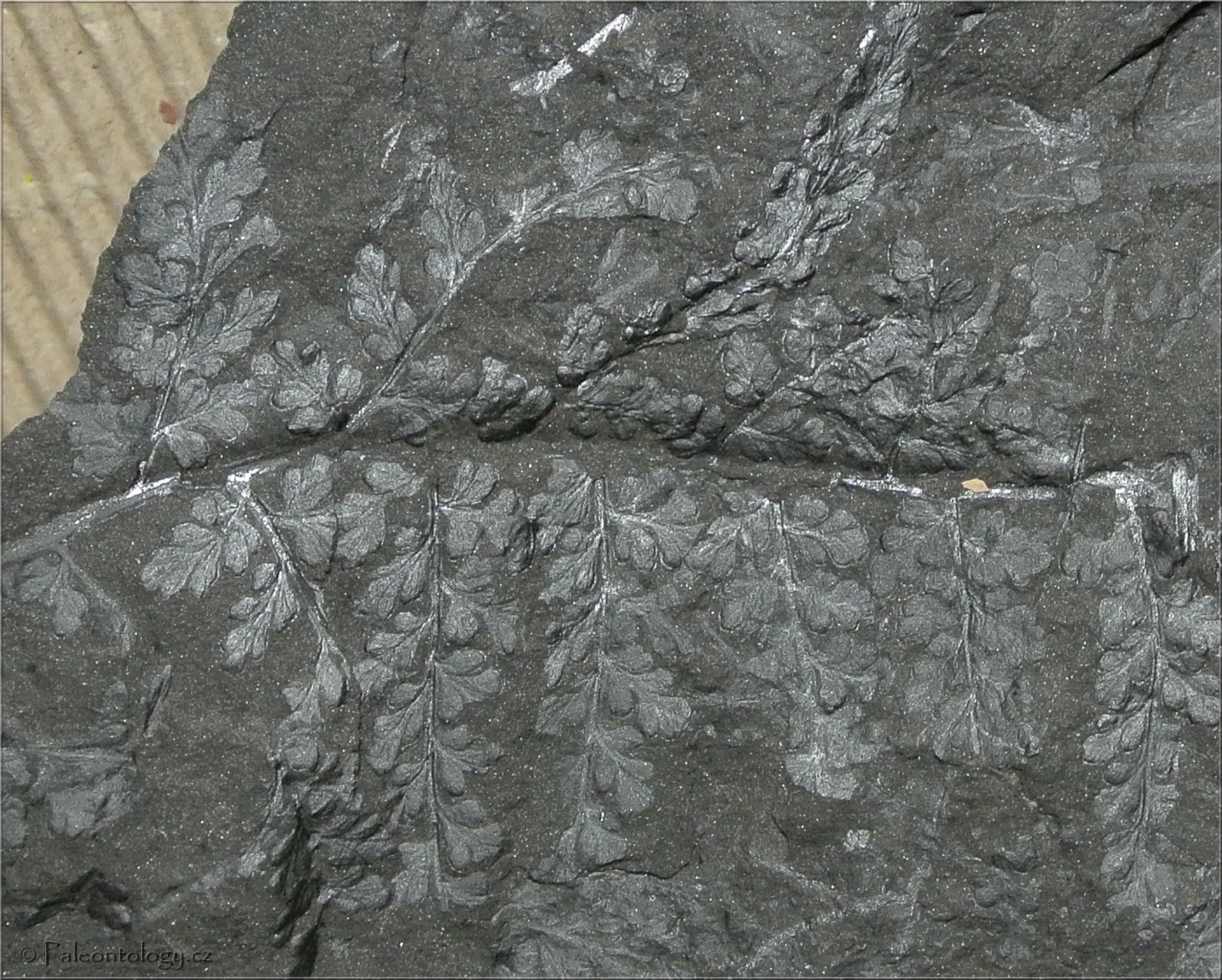 Lyginopteris bermudensiformis f.geinitzi, Staříč - Důl Staříč II, (f2)