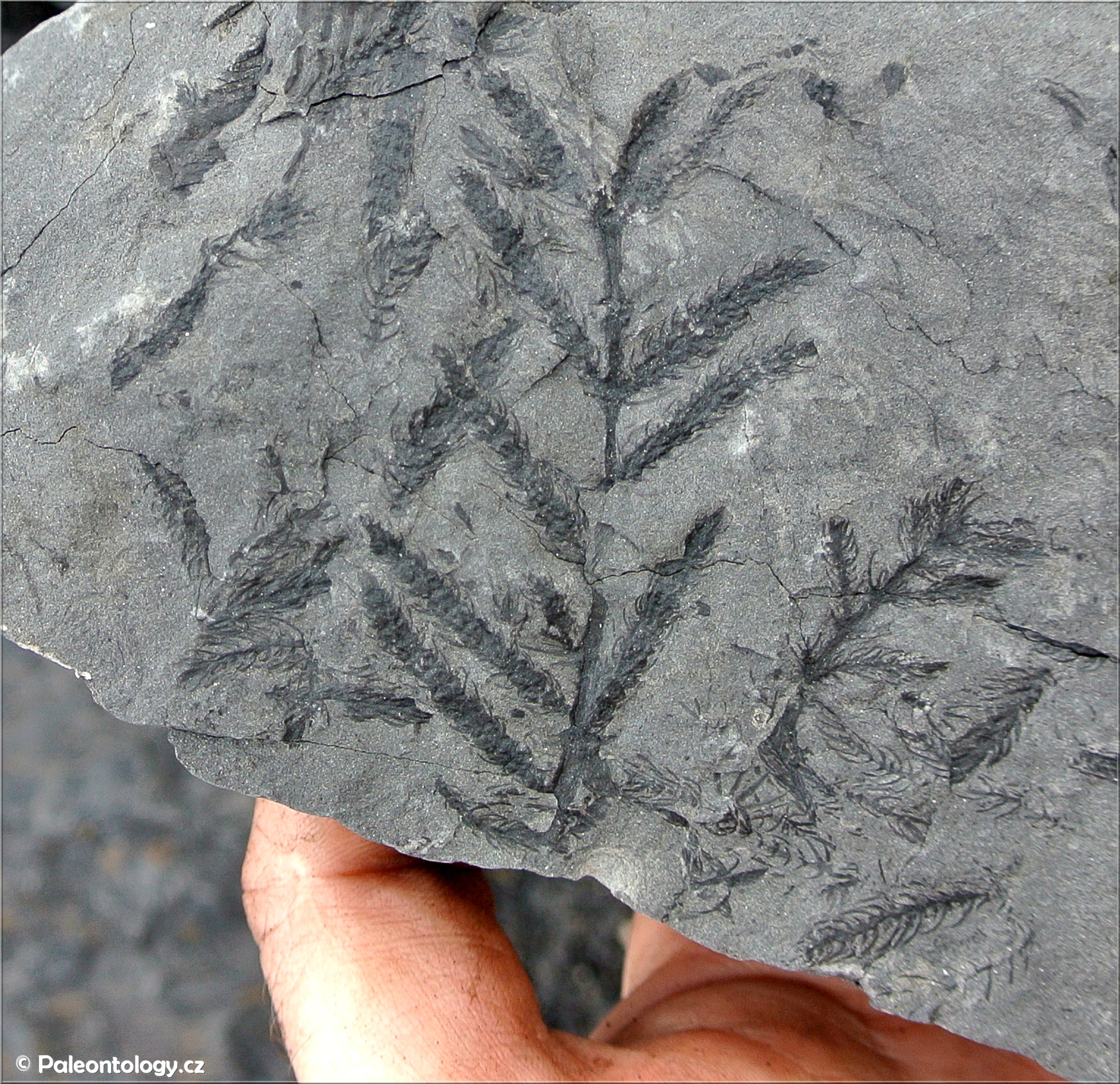 Asterophyllites & Calamostachys charaeformis Sternb., Jastrzebie-Zdrój - KWK Jas-Mos