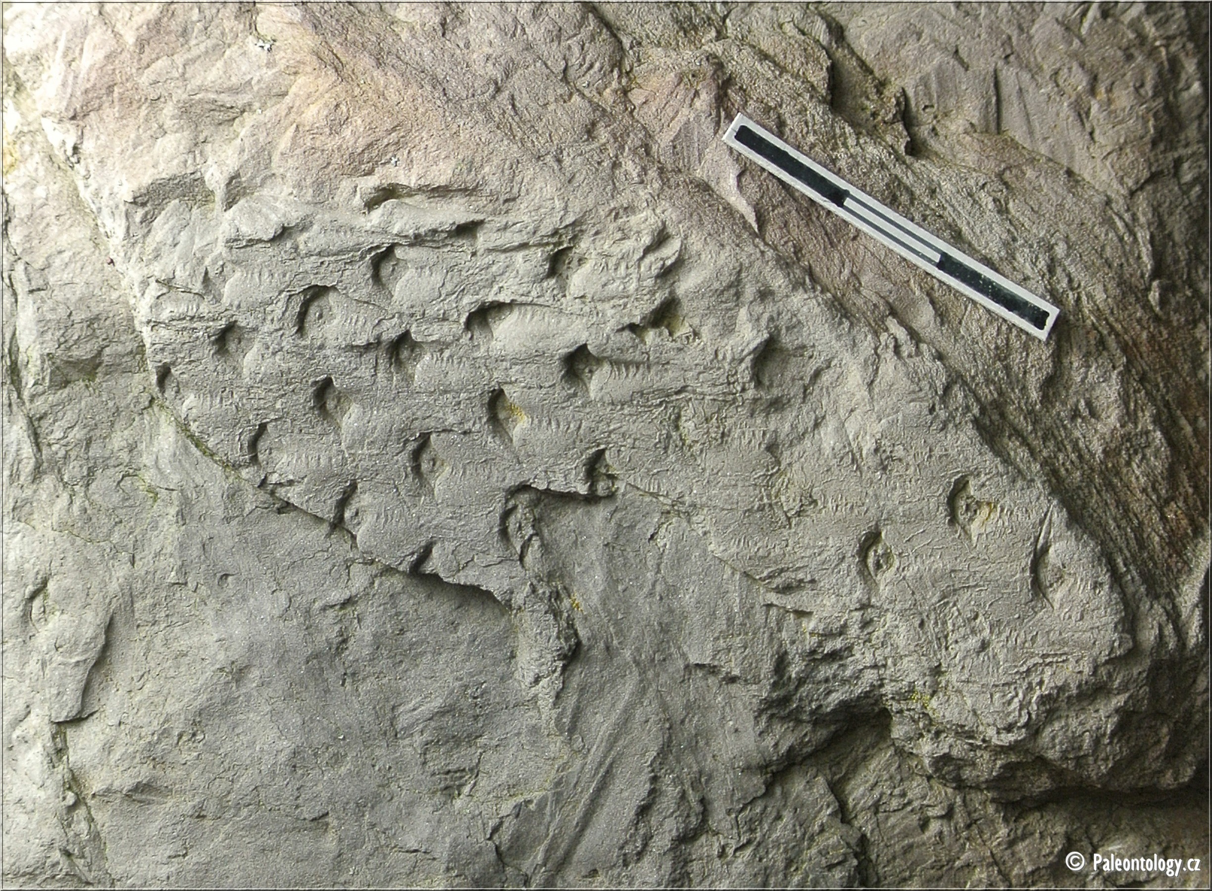 Lepidodendron volkmannianum Sternberg 1825