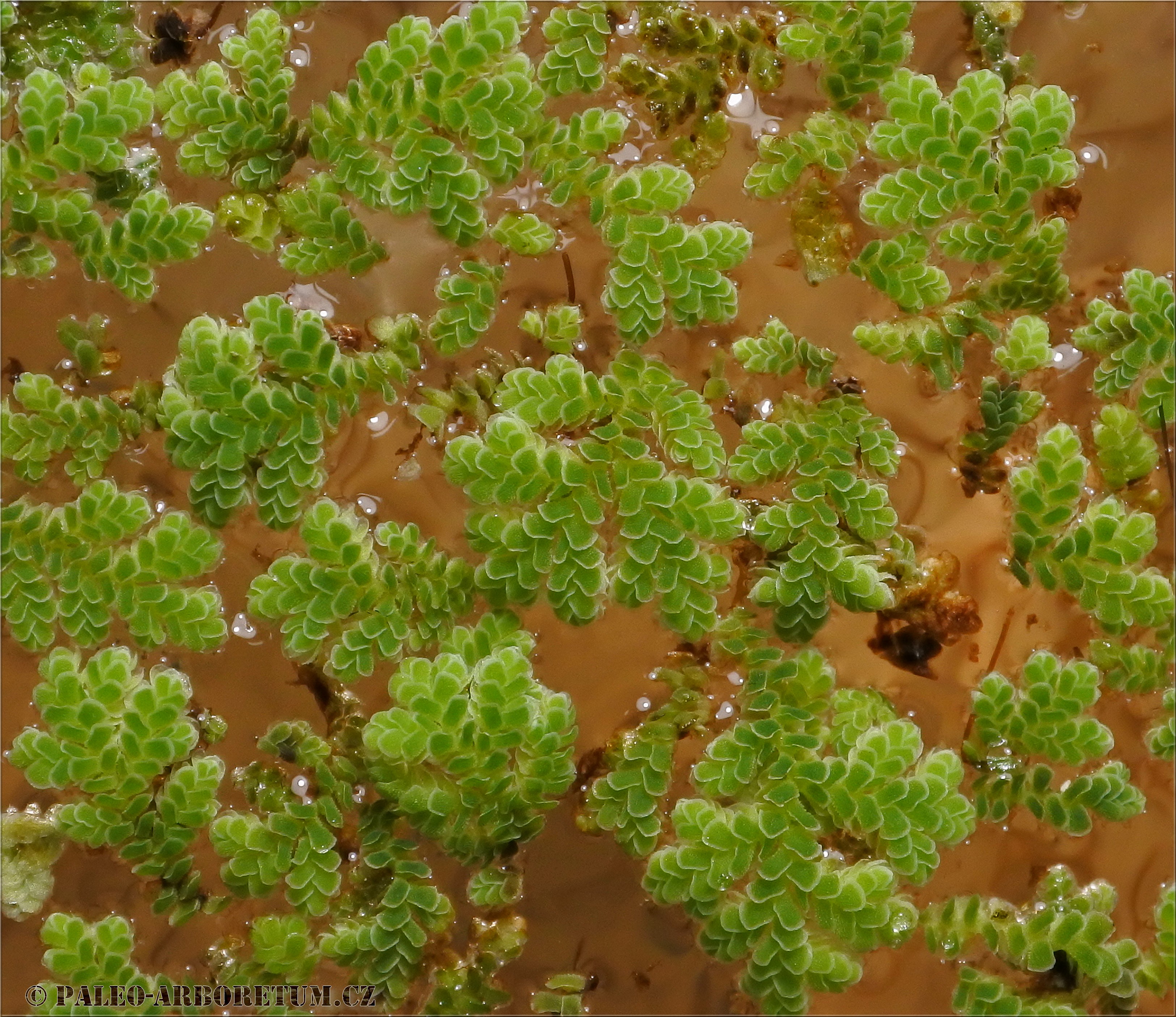 Azolla filiculoides