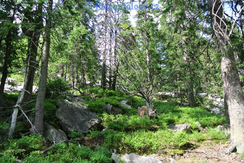 KarlovaStudanka-Sut-07-2013-0120