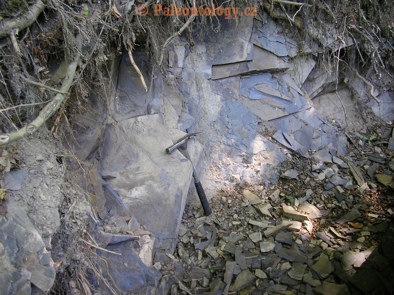 Bobrovniky-KraviDul-2005-0010