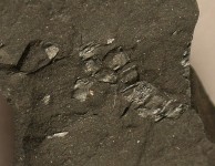dsc_1199-detail.jpg