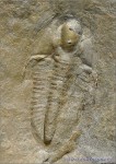 dsc_1952-mensi.jpg