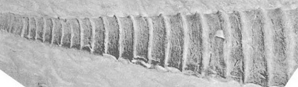 brachycycloceras-scalare.jpg