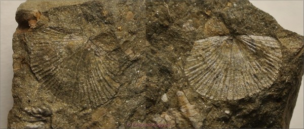 dsc_6916a.jpg