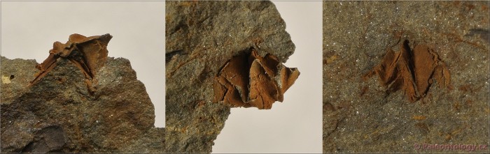 dsc_6892a.jpg
