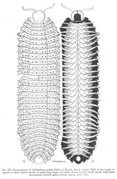 arthopleura-aa.jpg