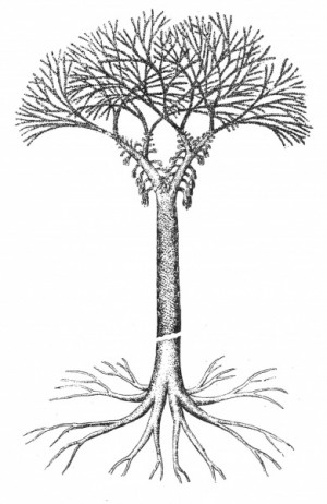 bothrodendron_minutifolium_01_head_cc2.jpg