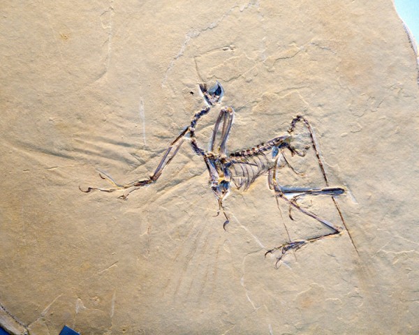 archaeopteryx-bavarica-munich-specimen-l.jpg