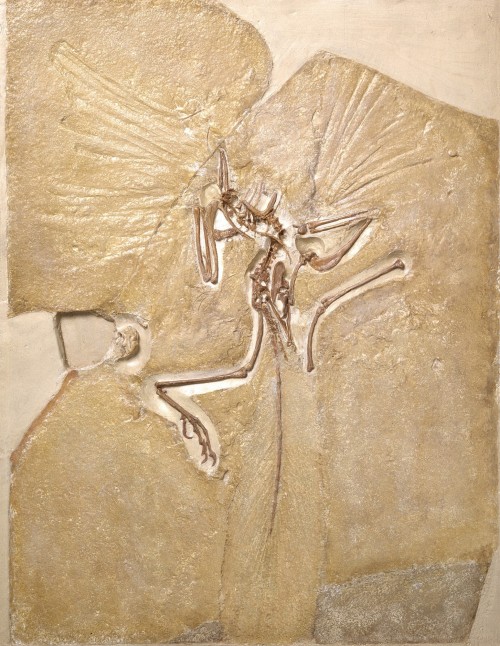 archaeopteryx2.jpg