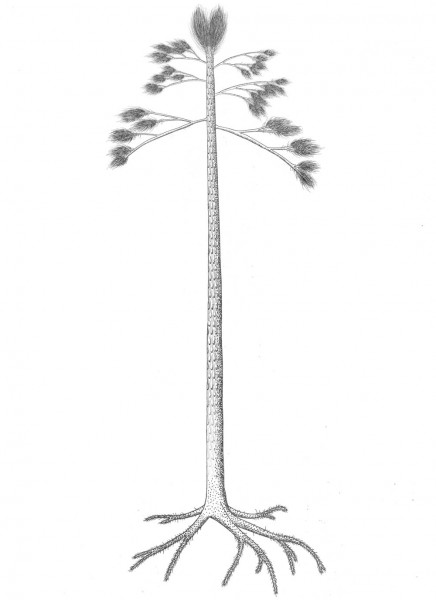 diaphorodendron_reconstruccion.jpg